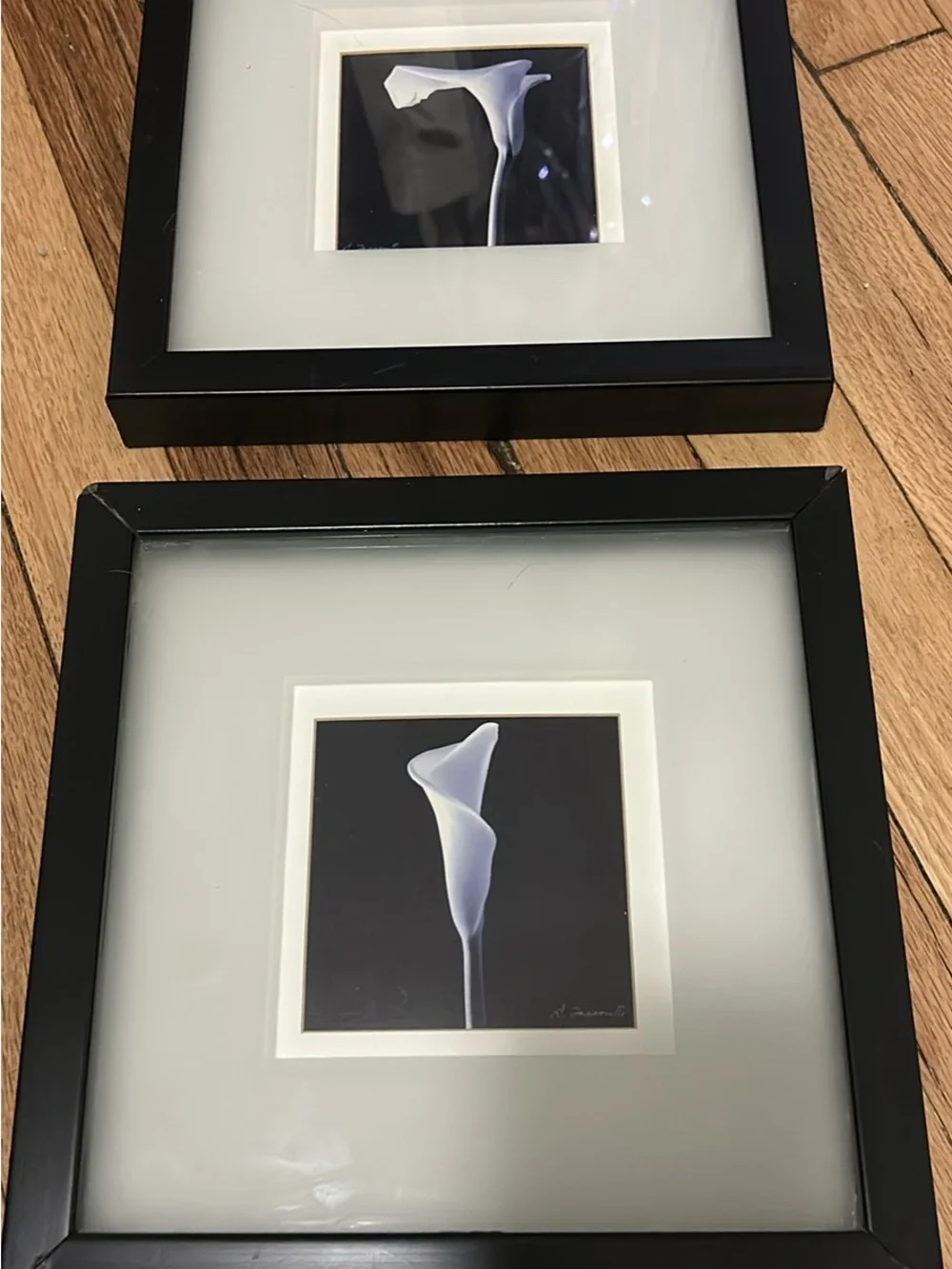 Black Framed Calla Lily Wall Art - Daniel Tocconelli